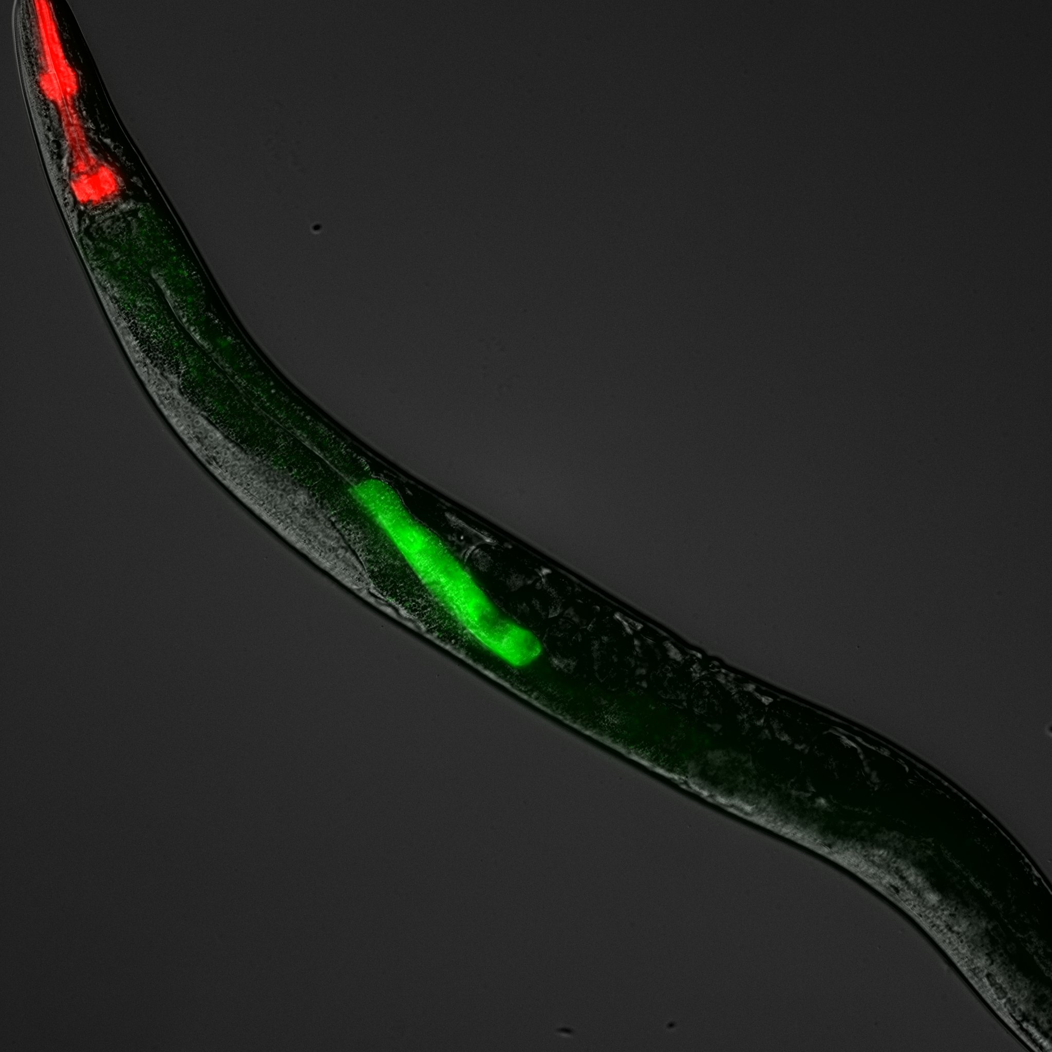 Single GFP-expressing bacterial clone in worm gut