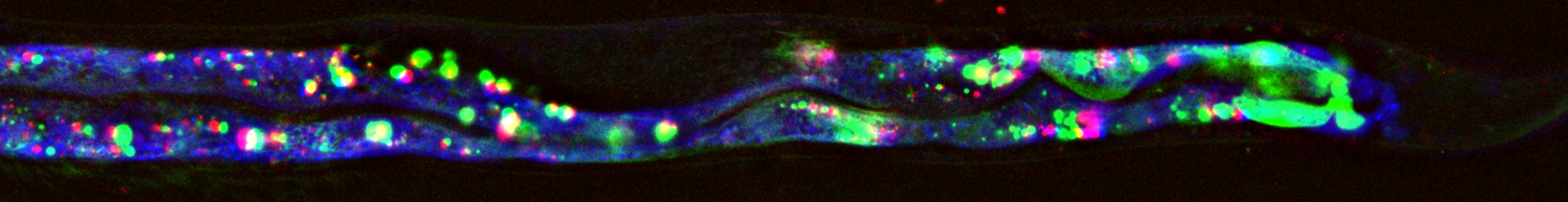 Fluorescent gut bacteria in C. elegans